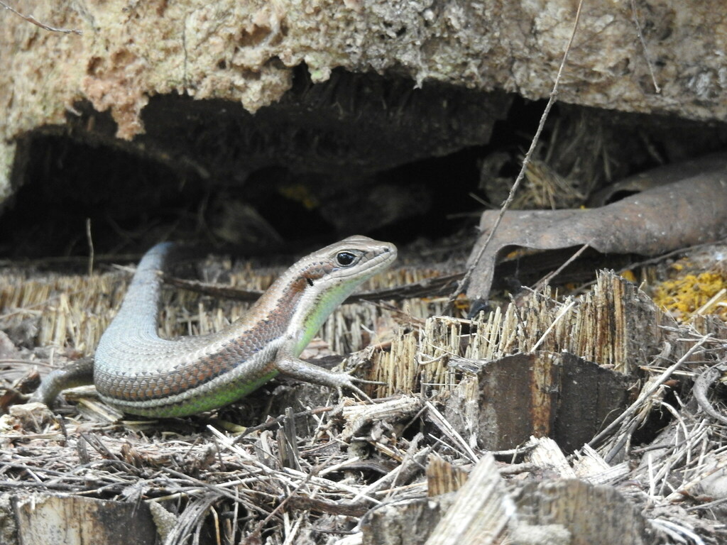 Gonwouo’s Skink