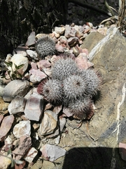 Mammillaria haageana