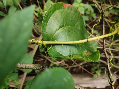 Foto de Salsaparrilha