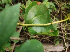 © Candyce Areington, some rights reserved (CC-BY-NC)