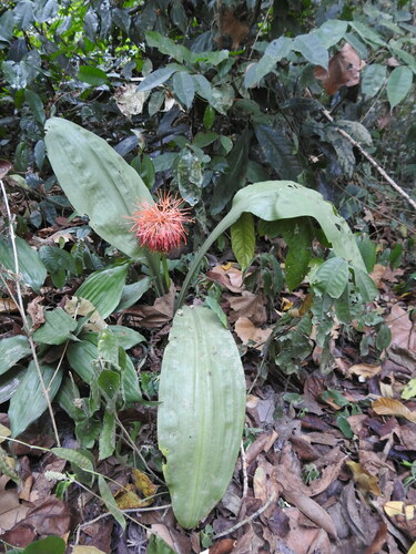 Image of Forest Fireball Lily (Scadoxus cinnabarinus) by (c) Ryan van Huyssteen, some rights reserved (CC BY)