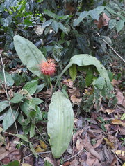 Scadoxus cinnabarinus, photograph (c) Ryan van Huyssteen, some rights reserved (CC BY)