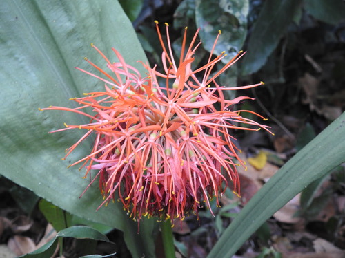 Image of Forest Fireball Lily (Scadoxus cinnabarinus) by (c) Ryan van Huyssteen, some rights reserved (CC BY)