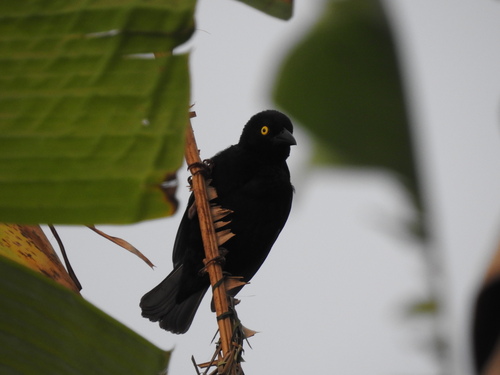 Vieillot's Black Weaver (Ploceus nigerrimus), photo 3