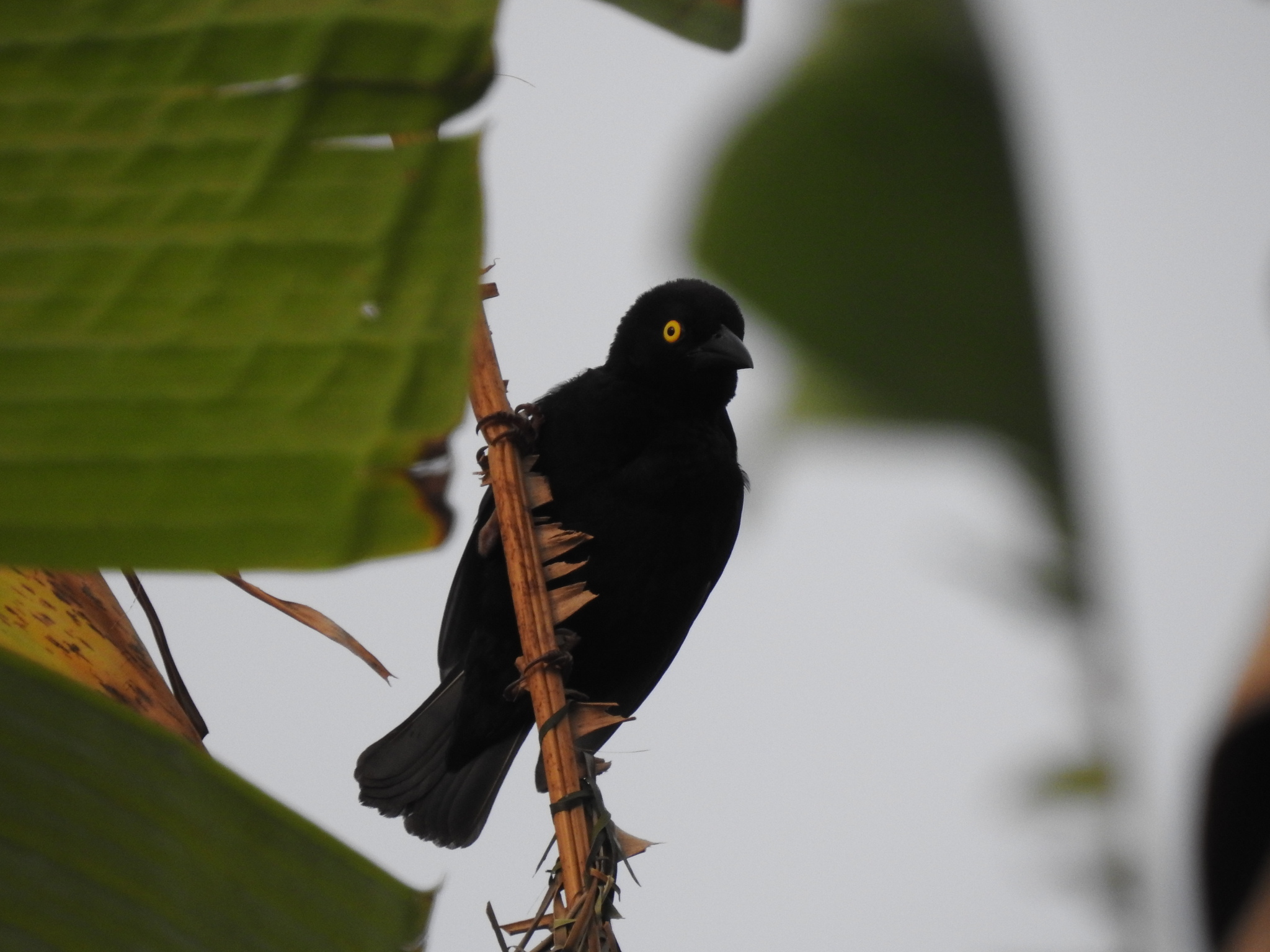 Vieillot's Black Weaver (Ploceus nigerrimus), photo 1