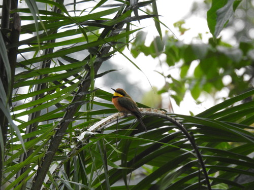 Little Bee-eater