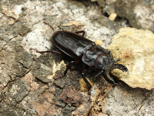 Mallodon downesii