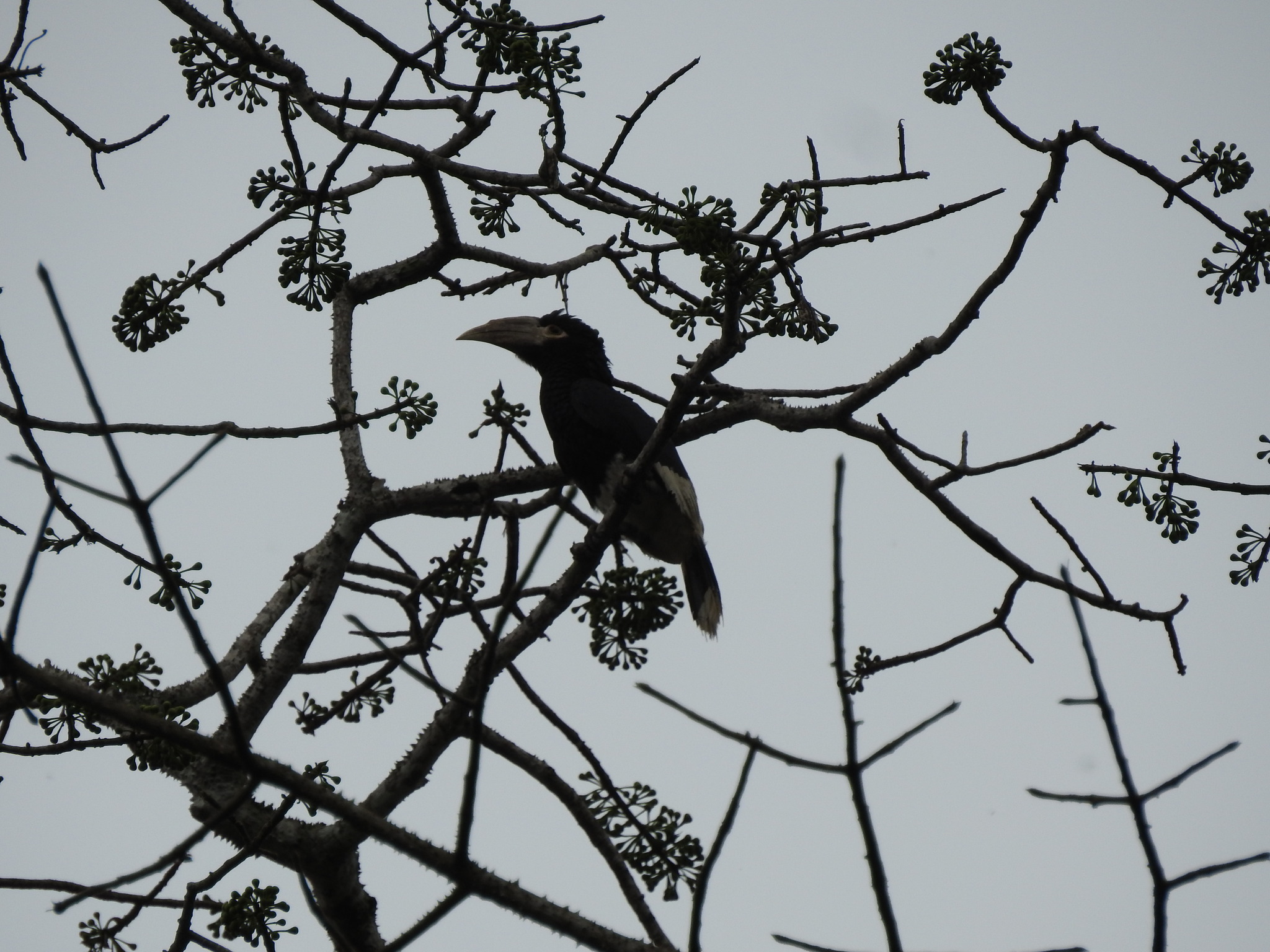 White-thighed Hornbill (Bycanistes albotibialis), photo 1