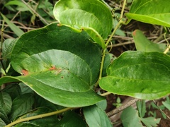 © Candyce Areington, some rights reserved (CC-BY-NC)