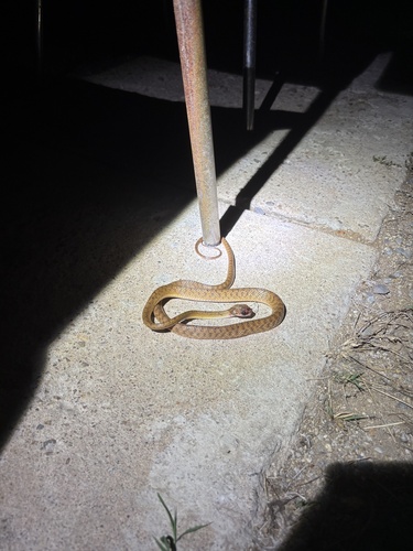 Brown Tree Snake sighting