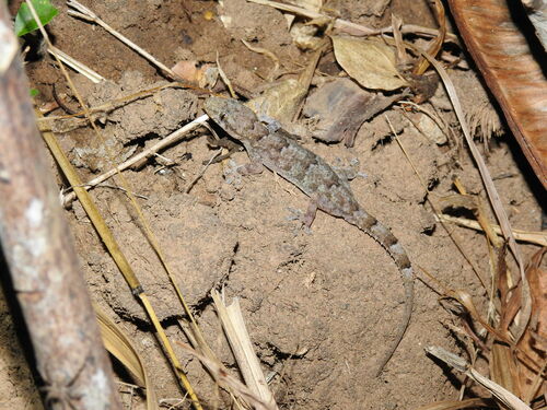 Tropical House Gecko