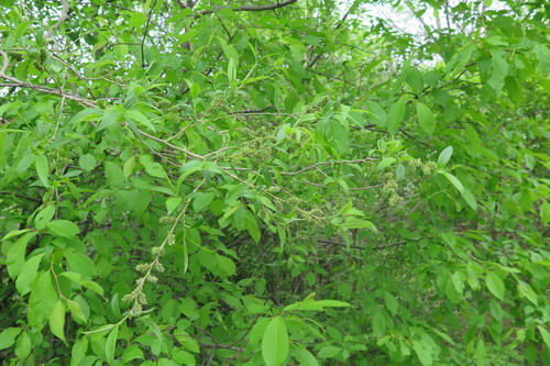 Salix pierotii iNat (3)