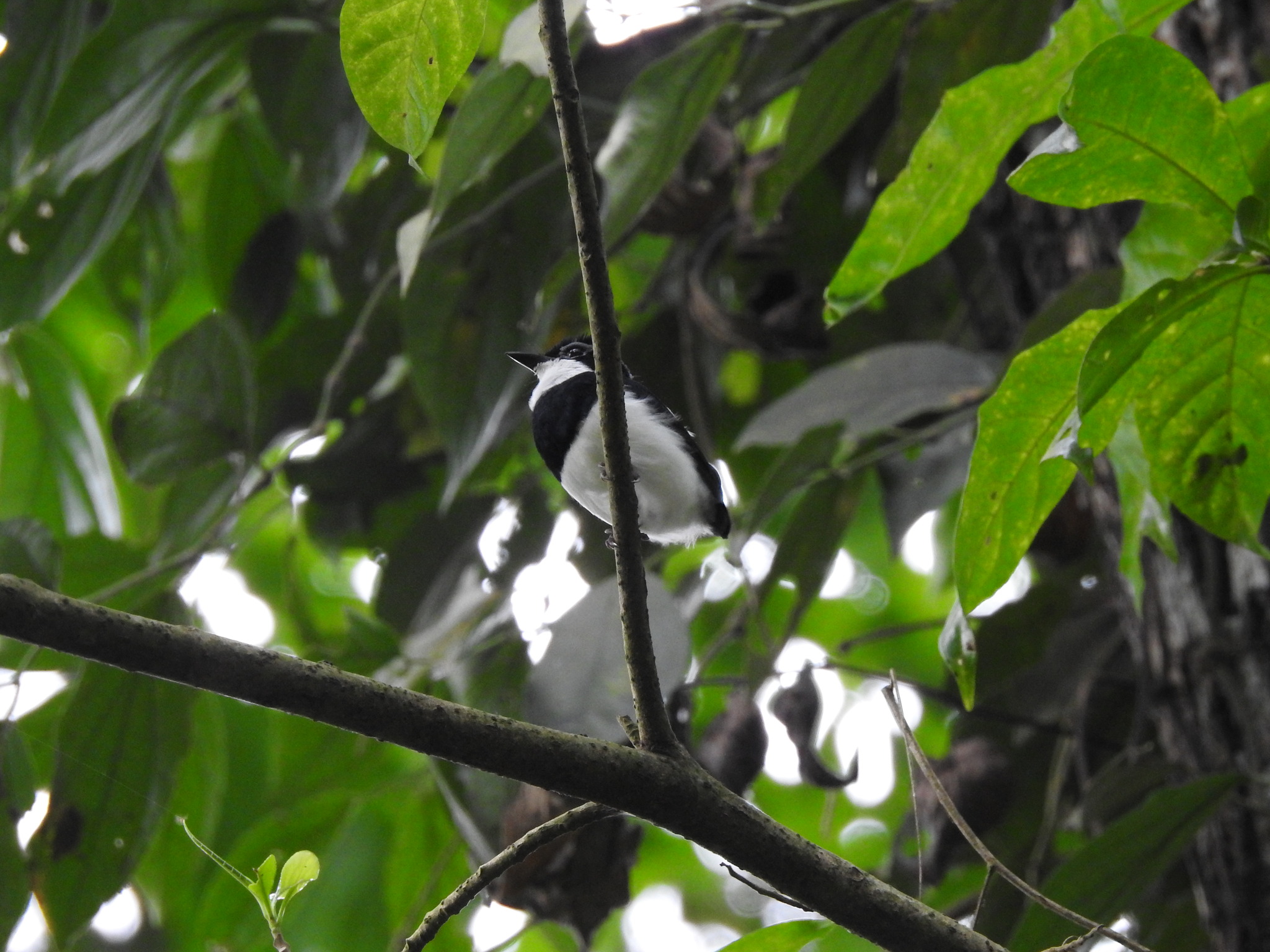Chestnut Wattle-eye (Dyaphorophyia castanea), photo 1