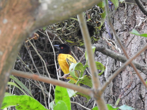 Village Weaver