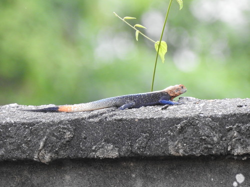 Peters's Rock Agama
