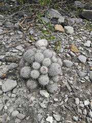 Mammillaria haageana