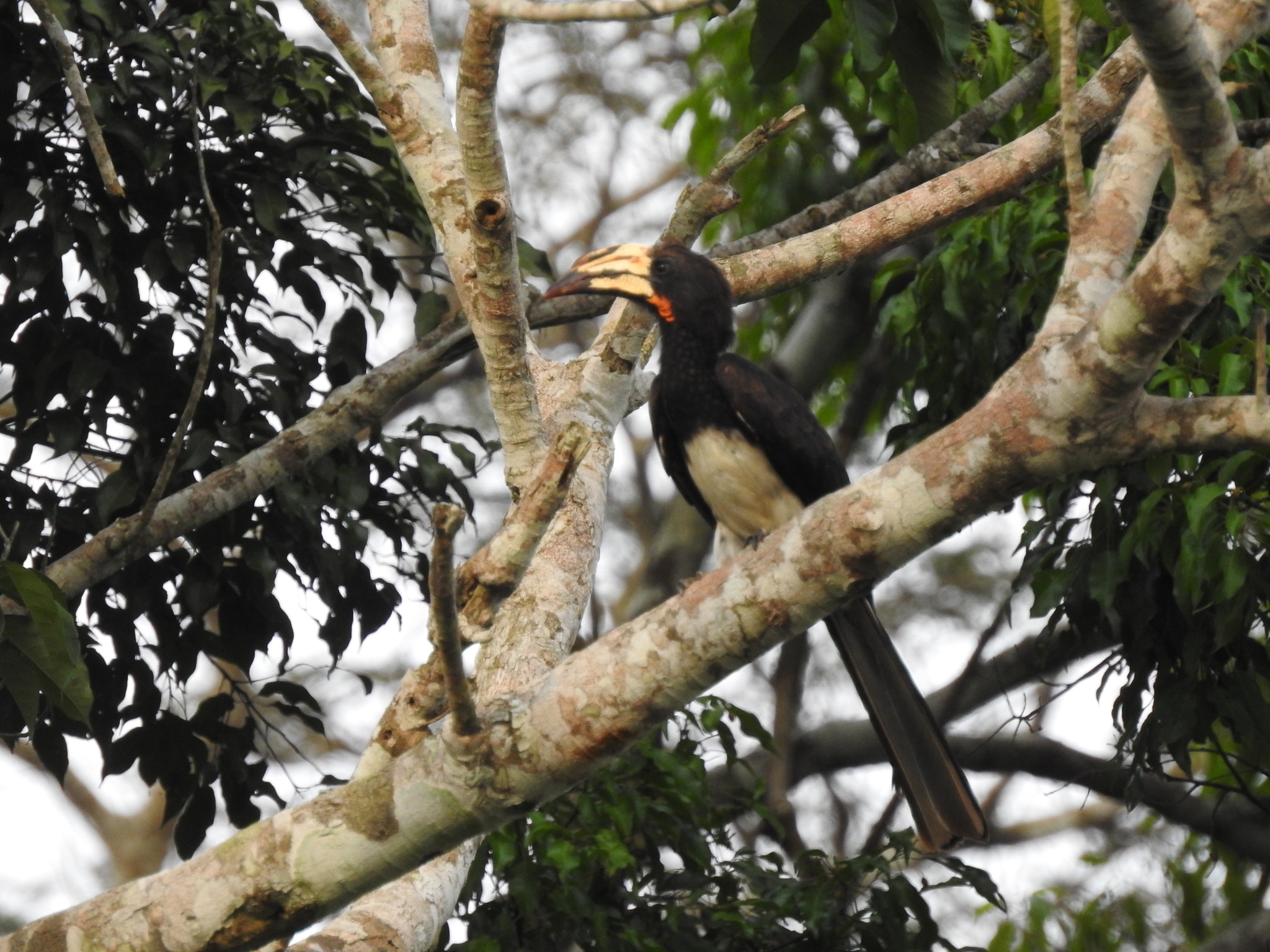 Congo Pied Hornbill illustration