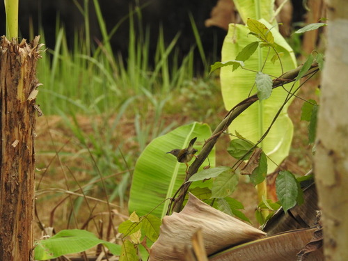 Green-backed Camaroptera