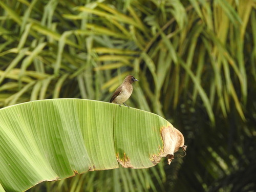 Common Bulbul