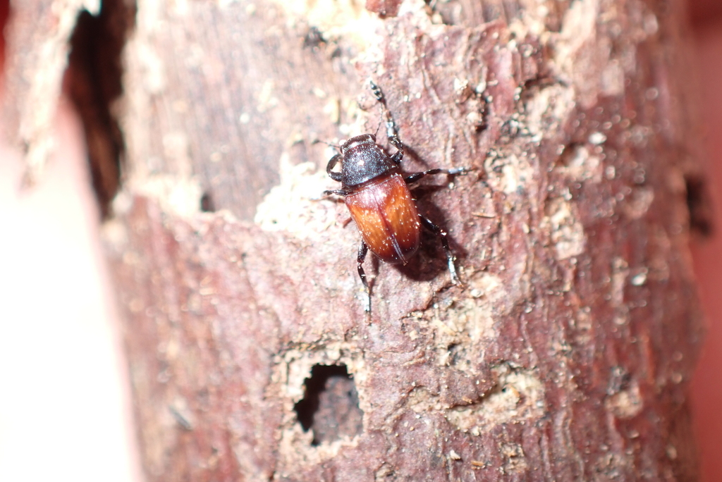 Cacephatus liromoides
