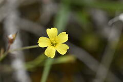 Three-styled flax (Linum trigynum)