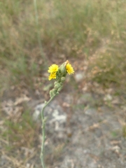 Hieracium longipilum