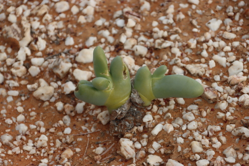 Image of Mesembryanthemum digitatum by (c) Tony Rebelo, some rights reserved (CC BY-SA)