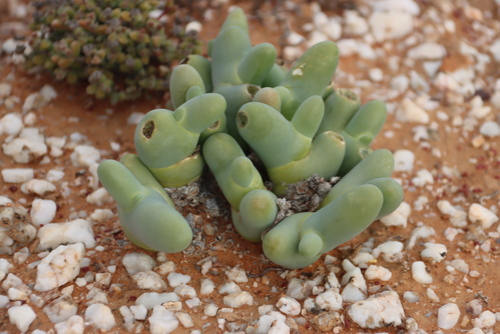 Image of Mesembryanthemum digitatum by (c) Tony Rebelo, some rights reserved (CC BY-SA)
