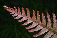 Blechnum parrisiae (Blechnum parrisiae)