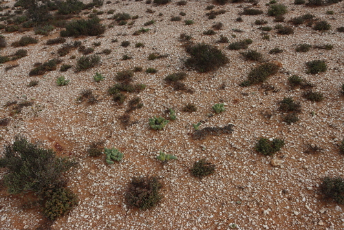 Image of Mesembryanthemum digitatum by (c) Tony Rebelo, some rights reserved (CC BY-SA)