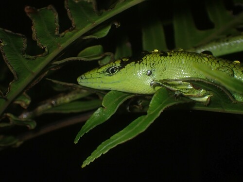 Sanford's Emo Skink, Emoia sanfordi