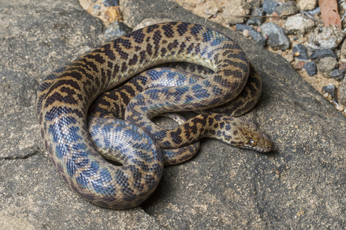 Spotted Python sighting
