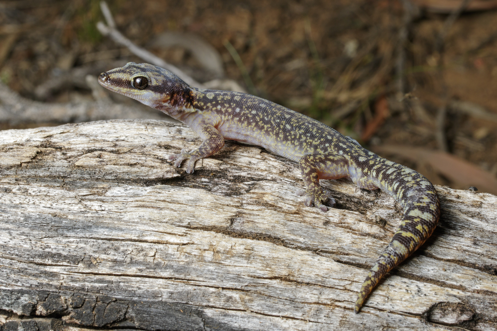 Arcadia Velvet Gecko photo 2
