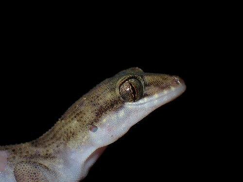 Madang Slender-toed Gecko, Nactus multicarinatus