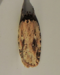Agonopterix atrodorsella