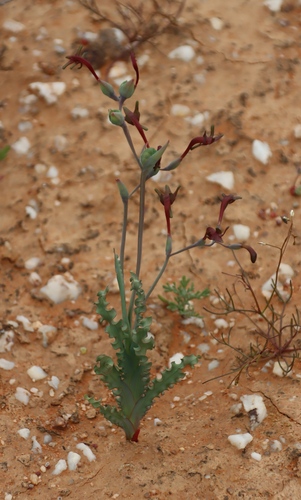 Image of Freesia viridis by (c) Tony Rebelo, some rights reserved (CC BY-SA)