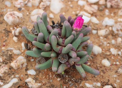Image of Argyroderma fissum by (c) Tony Rebelo, some rights reserved (CC BY-SA)