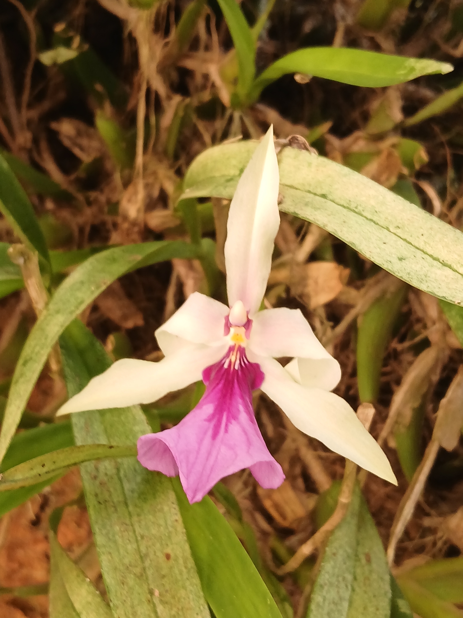 Imagem de Orquídea