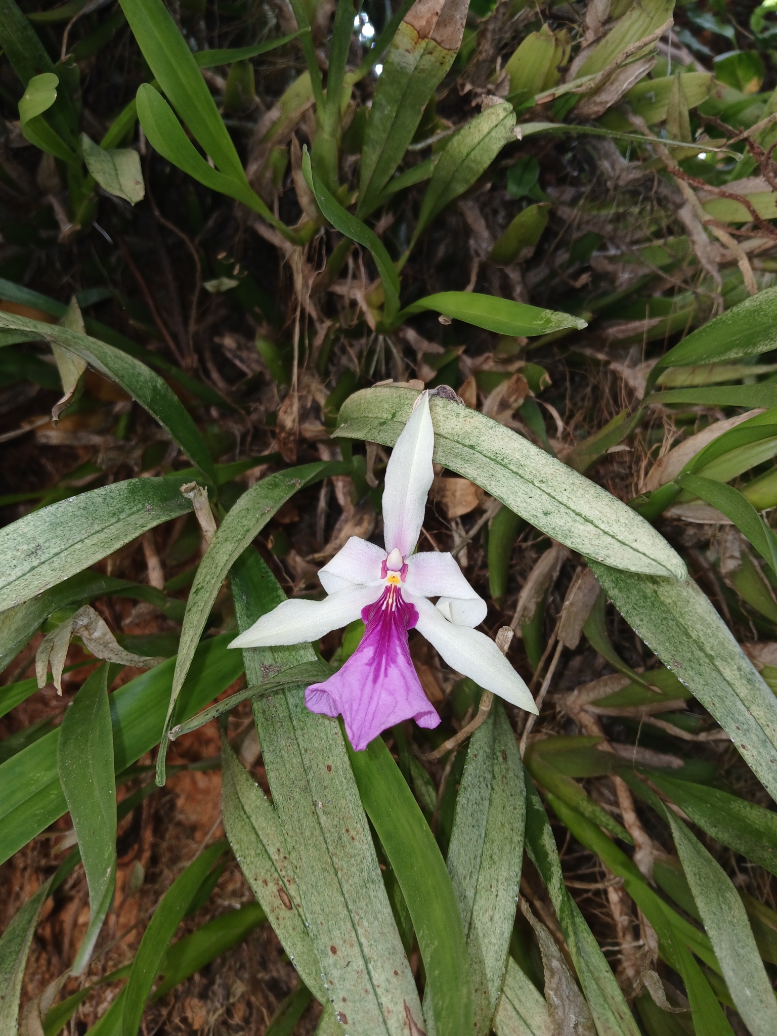 Imagem de Orquídea