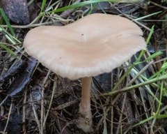 Singerocybe clitocyboides