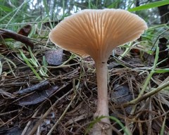 Singerocybe clitocyboides