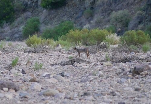 North and West African Caracal