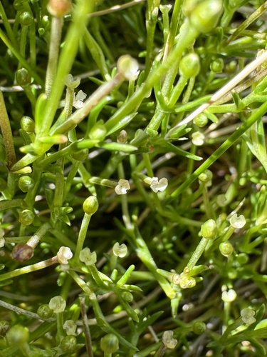 Scleranthus singuliflorus observed 2025-01-20