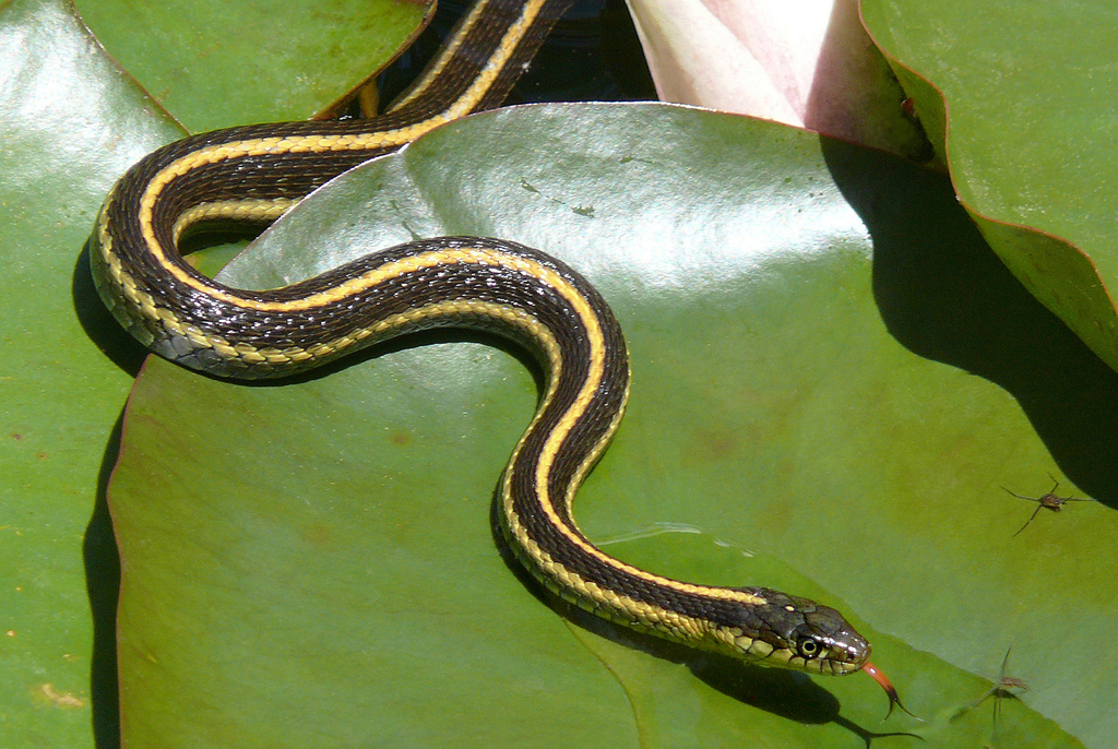 Aquatic Garter Snake California Garter Snakes Inaturalist