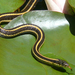 Thamnophis atratus - Photo (c) James Gaither, μερικά δικαιώματα διατηρούνται (CC BY-NC-ND)