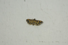 Eurrhyparodes tricoloralis