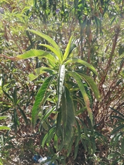 Baccharis densiflora