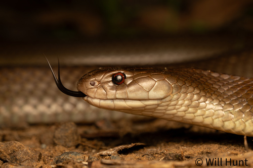 Mulga Snake sighting