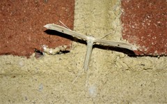 Hellinsia homodactylus