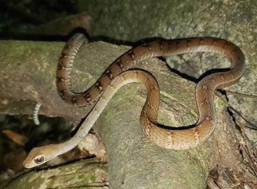 Photo of a Atlantic Forest Racer (Dendrophidion atlantica)